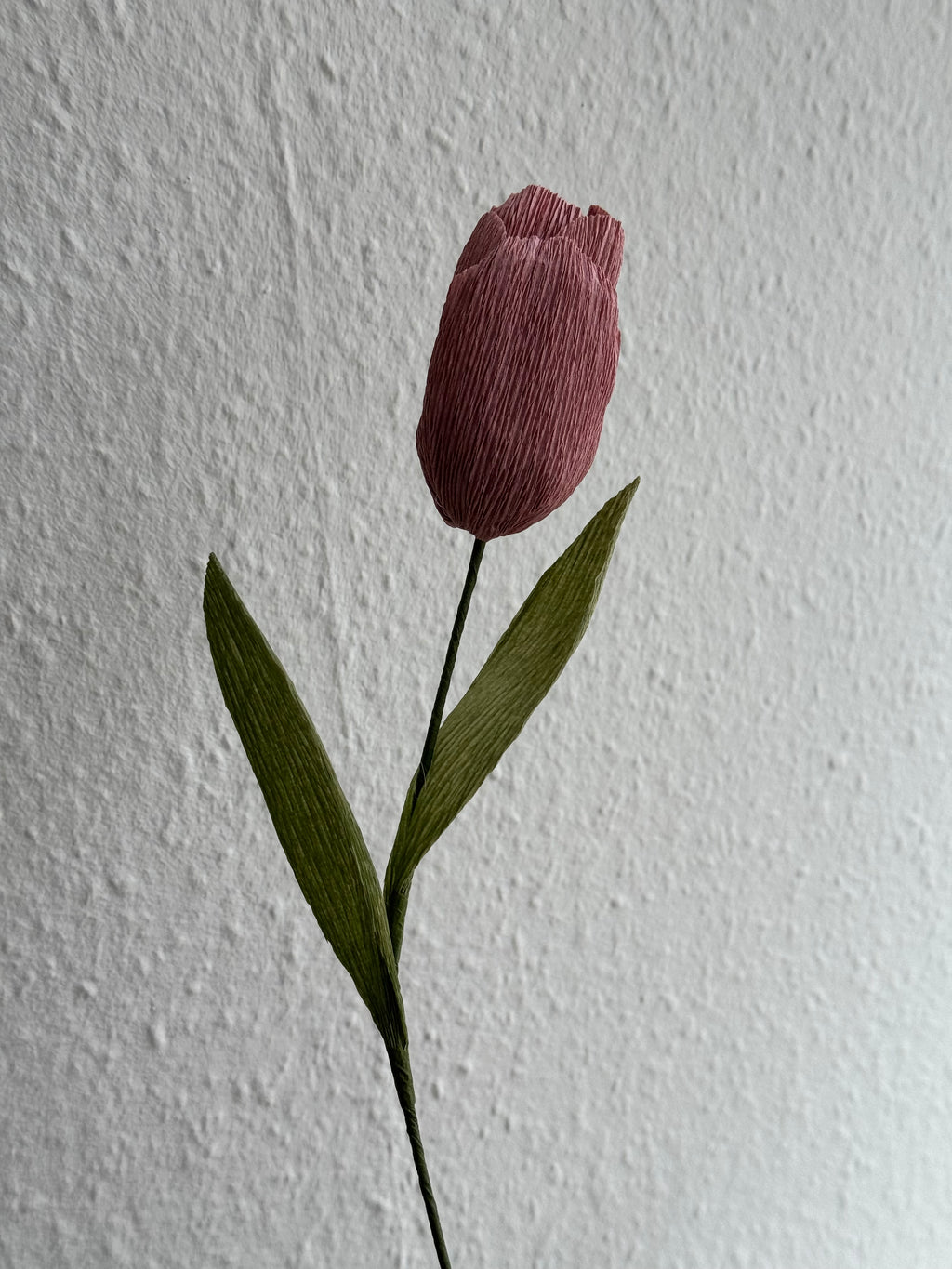 Tulipan - Gammelrosa