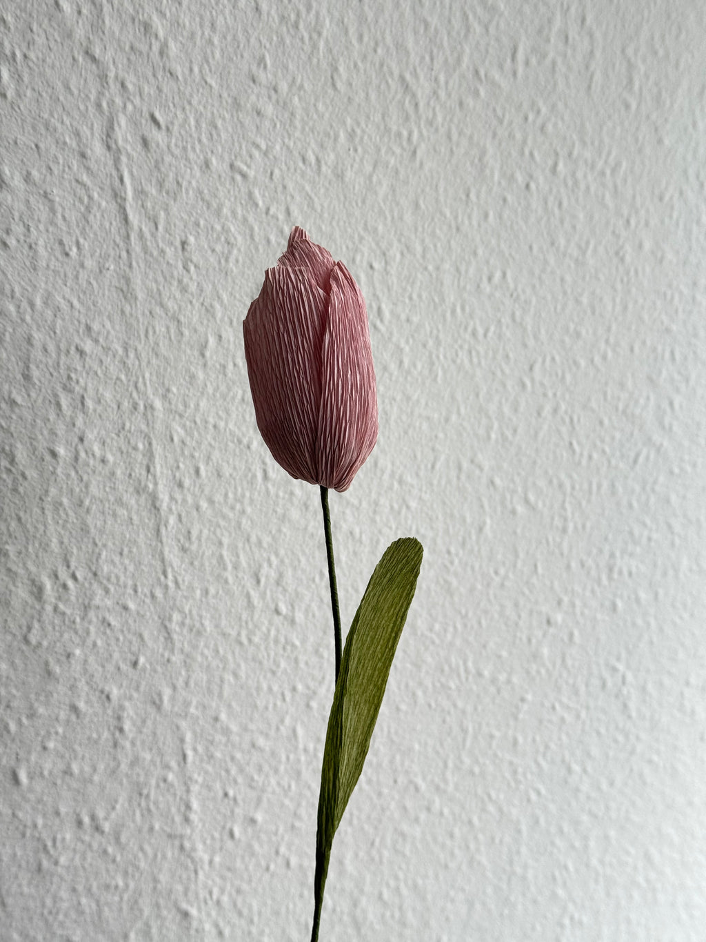 Tulipan - Gammelrosa
