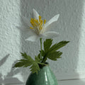 Hvid Anemone