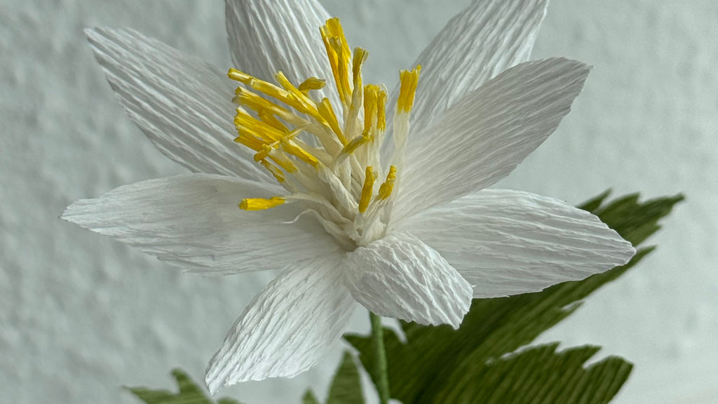 Hvid Anemone